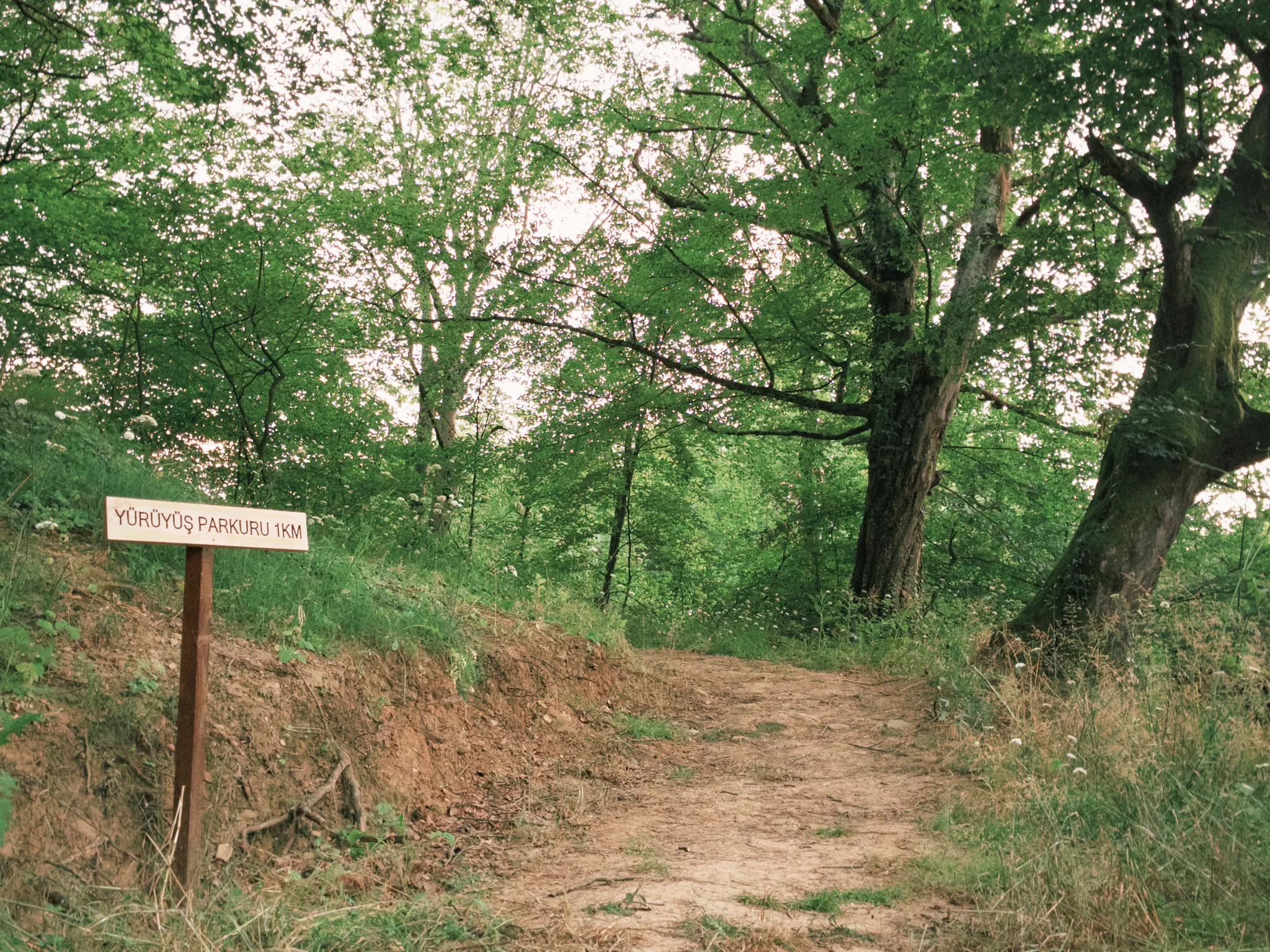 Kocaeli İzmit, Doğa Orman Park Pizza Köyü, yürüyüş parkuru, doğa aktiviteleri, yürüyüş trekking alanı.